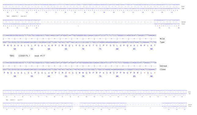 Next Generation Sequencing - Human TBX3 knockout A549 cell line (AB301265)