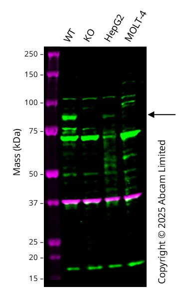 Western blot - Human TBX3 knockout A549 cell line (AB301265)