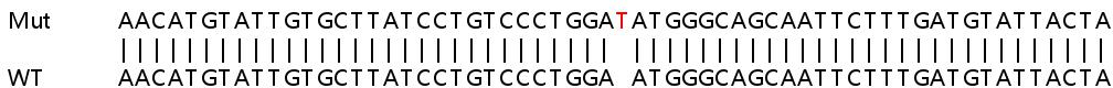 Sanger Sequencing - Human TCF12 knockout HeLa cell line (AB265616), expandable thumbnail