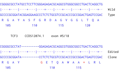 Next Generation Sequencing - Human TCF3 knockout SW480 cell line (AB269624)