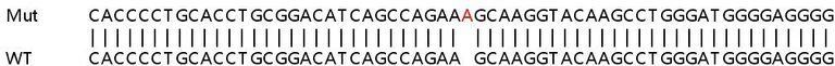 Sanger Sequencing - Human TCF7 knockout HeLa cell line (AB265127)