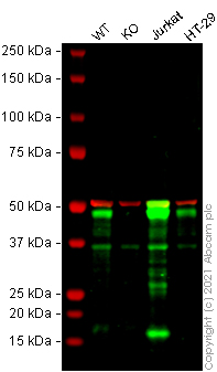Western blot - Human TCF7 knockout HeLa cell line (AB265127)