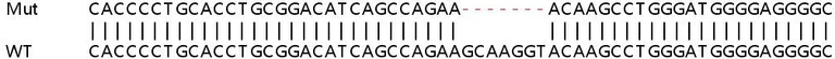 Sanger Sequencing - Human TCF7 knockout HeLa cell lysate (AB258225)