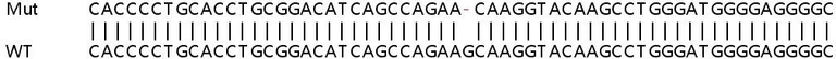 Sanger Sequencing - Human TCF7 knockout HeLa cell lysate (AB258225)