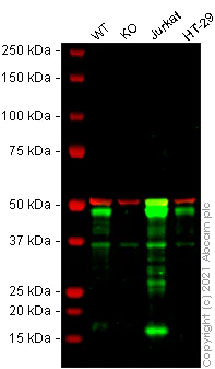 Western blot - Human TCF7 knockout HeLa cell lysate (AB258225)