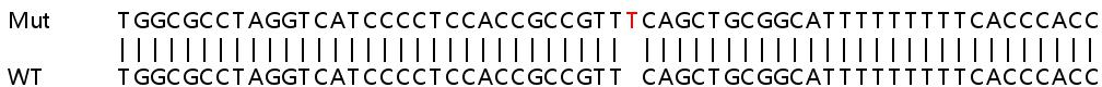 Sanger Sequencing - Human TCF7L2 (TCF-4) knockout HeLa cell line (AB265720), expandable thumbnail