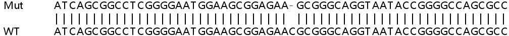 Sanger Sequencing - Human TDG knockout HeLa cell line (AB265803), expandable thumbnail