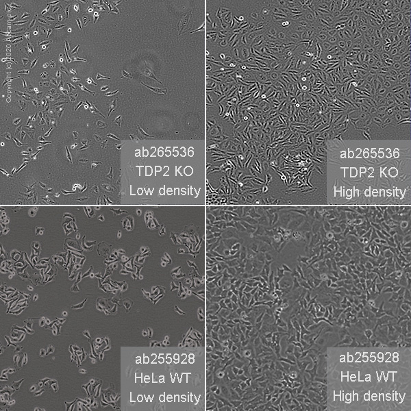 Human TDP2 knockout HeLa cell line