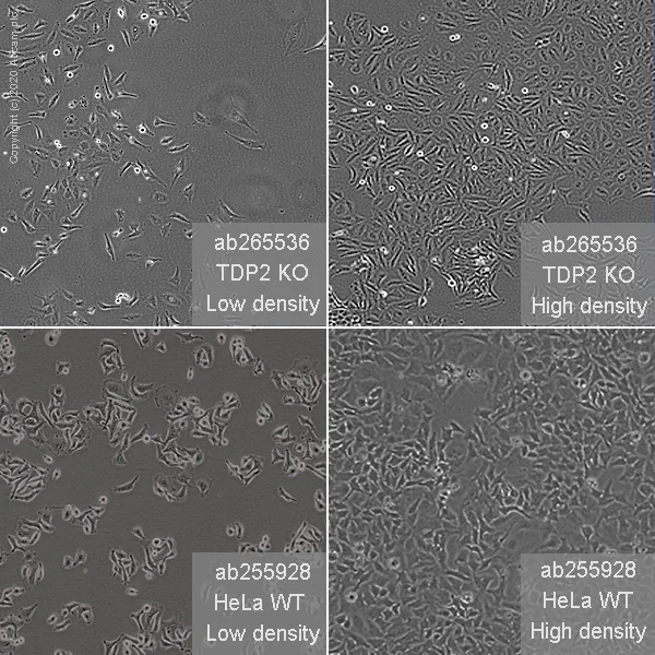 Cell Culture - Human TDP2 knockout HeLa cell line (AB265536)