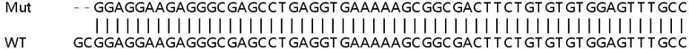 Sanger Sequencing - Human TDP2 knockout HeLa cell line (AB265536)