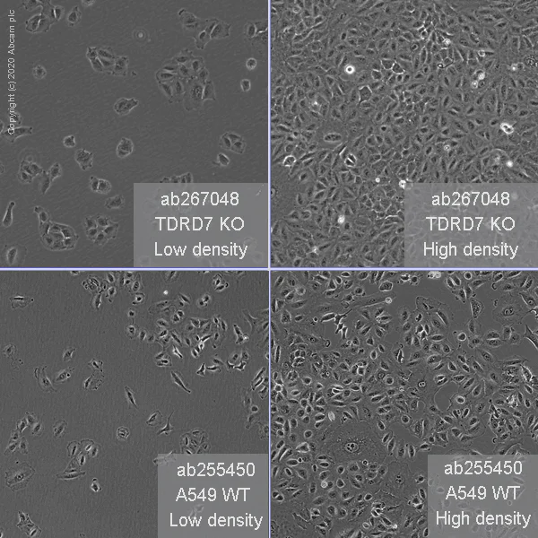 Cell Culture - Human TDRD7 knockout A549 cell line (AB267048)