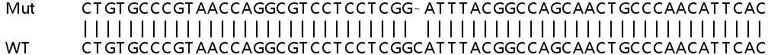 Sanger Sequencing - Human TDRD7 knockout A549 cell line (AB267048)