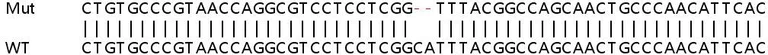 Sanger Sequencing - Human TDRD7 knockout A549 cell line (AB267048)