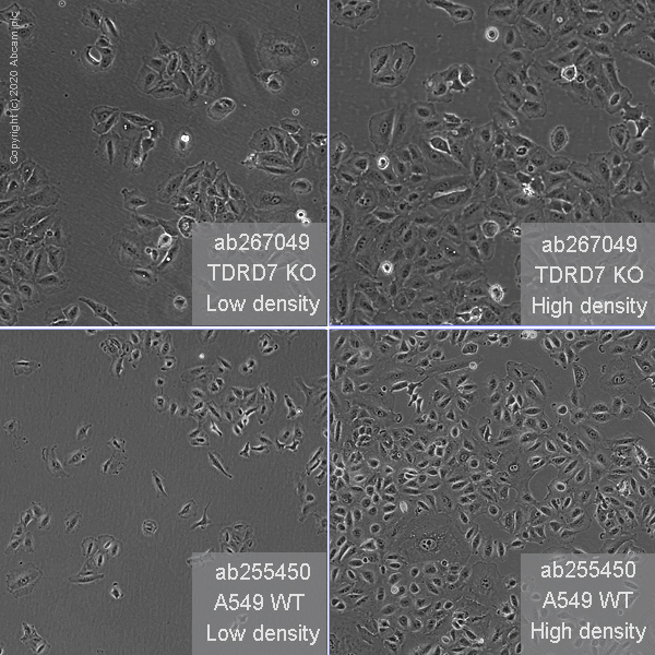 Human TDRD7 knockout A549 cell line