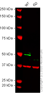 Western blot - Human TEAD1 knockout A549 cell lysate (AB261718), expandable thumbnail