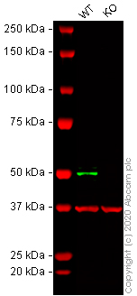Western blot - Human TEAD1 knockout A549 cell lysate (AB261718), expandable thumbnail