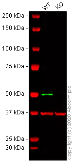 Western blot - Human TEAD1 knockout A549 cell lysate (AB261718)