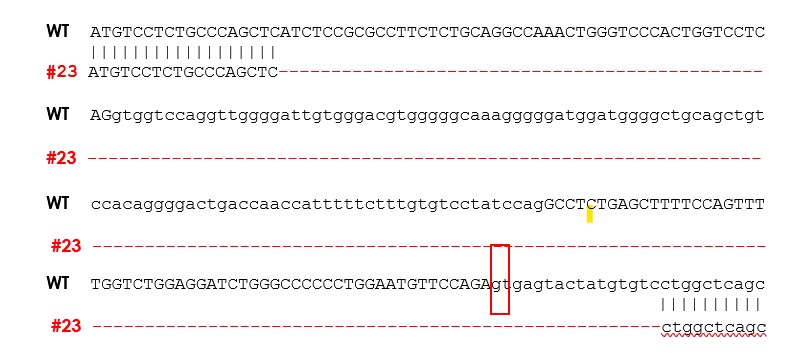 Next Generation Sequencing - Human TEAD2 knockout A549 cell line (AB277854)