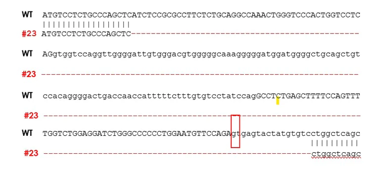 Next Generation Sequencing - Human TEAD2 knockout A549 cell line (AB277854)