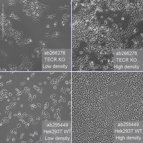 Cell Culture - Human TECR (GPSN2) knockout HEK-293T cell line (AB266276)