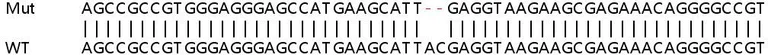Sanger Sequencing - Human TECR (GPSN2) knockout HEK-293T cell lysate (AB258715)