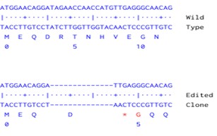 Next Generation Sequencing - Human TET2 knockout A549 cell line (AB286689), expandable thumbnail