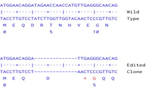 Next Generation Sequencing - Human TET2 knockout A549 cell line (AB286689)