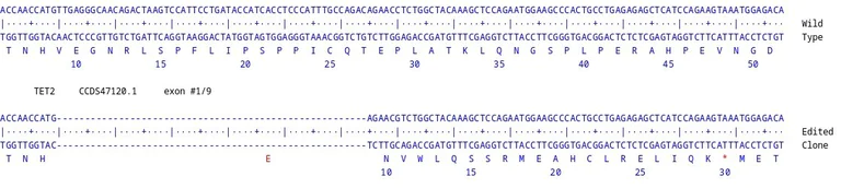Next Generation Sequencing - Human TET2 knockout MCF7 cell line (AB286311)