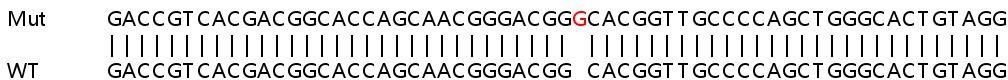 Sanger Sequencing - Human TFAP2A (Transcription factor AP-2-alpha) knockout HeLa cell line (AB265122), expandable thumbnail