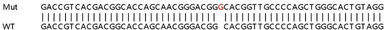 Sanger Sequencing - Human TFAP2A (Transcription factor AP-2-alpha) knockout HeLa cell lysate (AB257736)