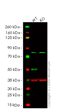 Western blot - Human TFAP2A (Transcription factor AP-2-alpha) knockout HeLa cell lysate (AB257736)