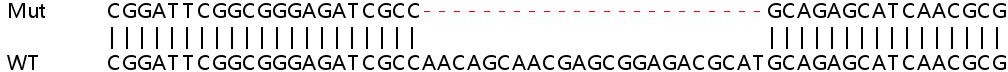 Human TFAP4 knockout HeLa cell lysate
