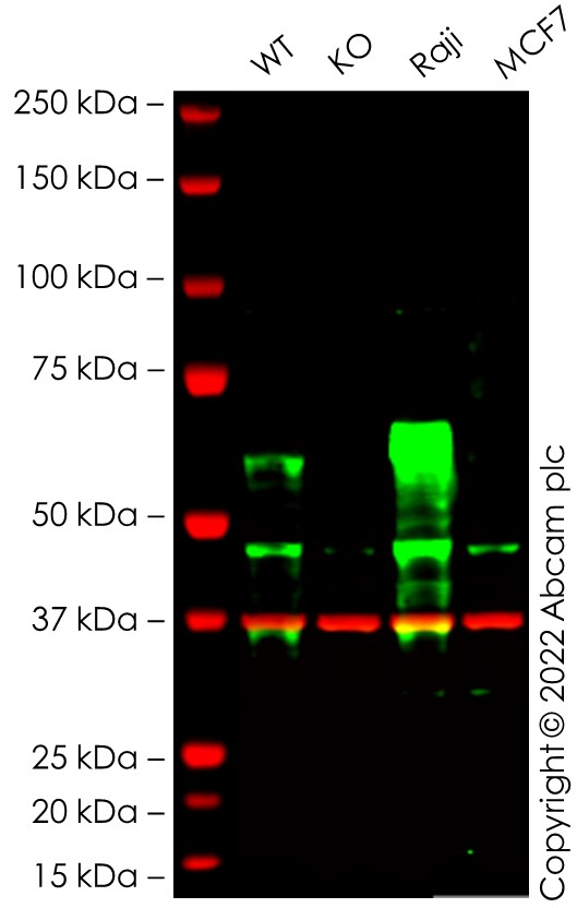 Western blot - Human TFEB knockout Hep G2 cell line (AB277871)