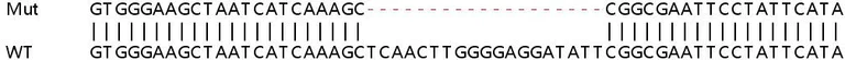 Sanger Sequencing - Human TFG (TRK fused gene) knockout HeLa cell line (AB265841)