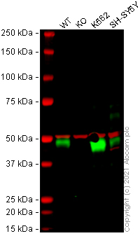Western blot - Human TGFB1 (TGF beta 1) knockout A549 cell line (AB269509), expandable thumbnail