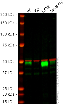 Western blot - Human TGFB1 (TGF beta 1) knockout A549 cell line (AB269509), expandable thumbnail