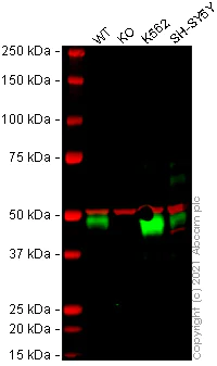 Western blot - Human TGFB1 (TGF beta 1) knockout A549 cell lysate (AB269671)