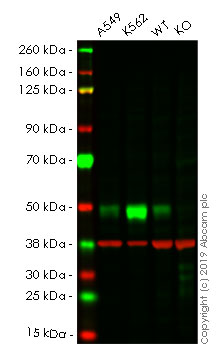 Western blot - Human TGFB1 (TGF beta 1) knockout HeLa cell line (AB255439)