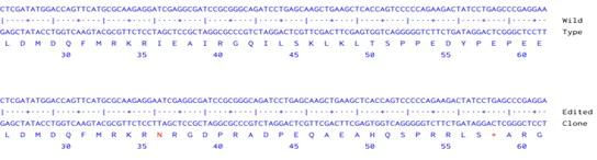 Next Generation Sequencing - Human TGFB2 knockout A549 cell line (AB301268)