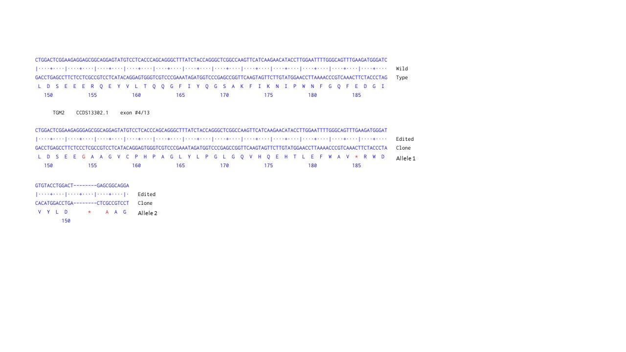 Next Generation Sequencing - Human TGM2 (Transglutaminase 2) knockout A549 cell line (ab261876), expandable thumbnail