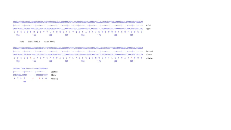 Next Generation Sequencing - Human TGM2 (Transglutaminase 2) knockout A549 cell line (AB261876)