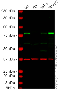 Western blot - Human TGM2 (Transglutaminase 2) knockout A549 cell line (AB261876), expandable thumbnail