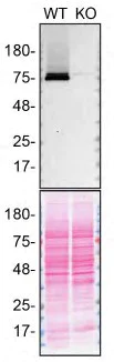 Western blot - Human TGM2 (Transglutaminase 2) knockout A549 cell line (AB261876)