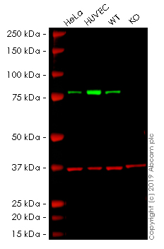 Western blot - Human TGM2 (Transglutaminase 2) knockout A549 cell line (AB261876), expandable thumbnail