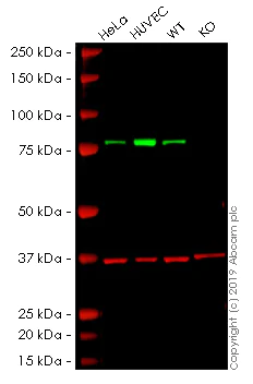 Western blot - Human TGM2 (Transglutaminase 2) knockout A549 cell line (AB261876)