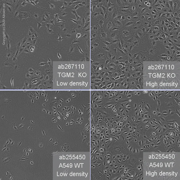 Cell Culture - Human TGM2 (Transglutaminase 2) knockout A549 cell line (AB267110)