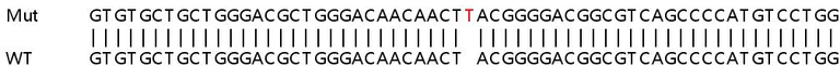 Sanger Sequencing - Human TGM2 (Transglutaminase 2) knockout A549 cell line (AB267110)