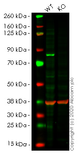 Human TGM2 (Transglutaminase 2) knockout A549 cell line