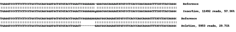 Next Generation Sequencing - Human TGM2 (Transglutaminase 2) knockout A549 cell lysate (AB261685)