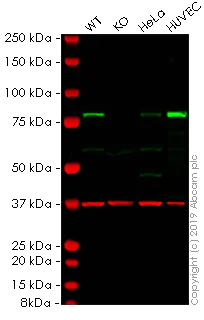 Western blot - Human TGM2 (Transglutaminase 2) knockout A549 cell lysate (AB261685)